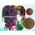 98% OPC Traubenkernextrakt / Vitis vinifera